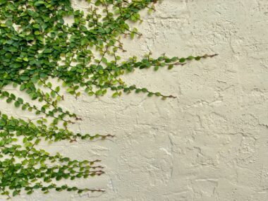 The coverphoto shows a stone wall with a plant climbing across it from the left site of the wall.